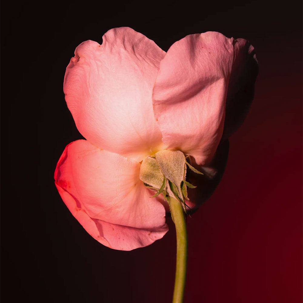 Tabac Rose – Eau de Parfum – Sample
