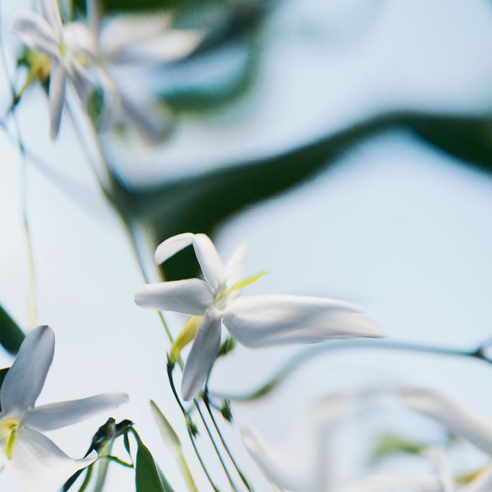 Blanche – Absolu de Parfum – Sample