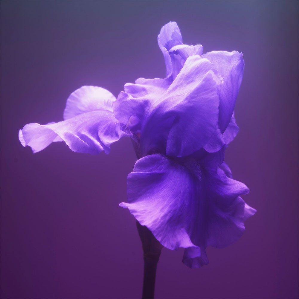 Gris Charnel – Eau de Parfum – Sample